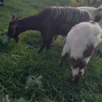 بره بز بزغاله‌دار بره‌شیری