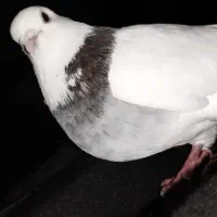 کبوتر|پرنده|شیراز, شهرک سعدی|دیوار