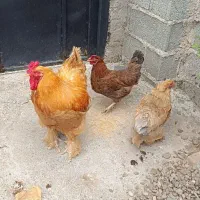 یک خروس نژاد برهماو دو جوجه نیمچه نژاد لهستانی|حیوانات مزرعه|رشت, حومه رشت|دیوار