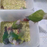طوطی گرینچیک|پرنده|بروجرد, |دیوار