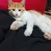 پیشدان|گربه|خوی, |دیوار