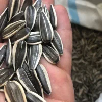 تخمه آفتاب گردان