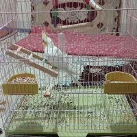 عروس هلندی|پرنده|تکاب, |دیوار