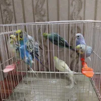 مرغ عشق هفت رنگ انگلیسی|پرنده|مشهد, هنرور|دیوار
