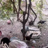 مرغ تخم گذار وخروس
