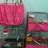 عروس هلندی دستی و رام