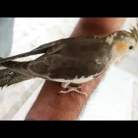 عروس هلندی