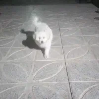 سگ پامر اشپیتز