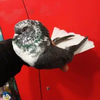 کفتر دم سفید پرشی (گرفتنی بلندی)|پرنده|تهران, جیحون|دیوار