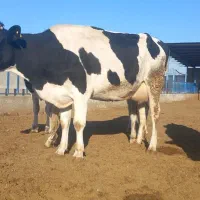 گاوشیری|حیوانات مزرعه|باشتین, |دیوار