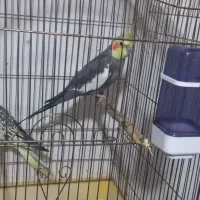 پرنده عروس هلندی نروماده جوان