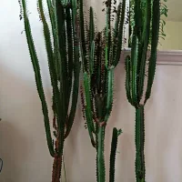 گل طبیعی کاکتوس