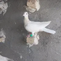 کله هما پرشی