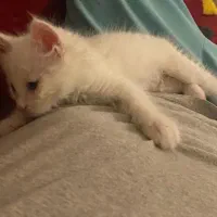 واگذاری گربه خانگی رایگان|گربه|لواسان, |دیوار