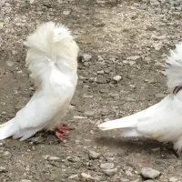 سوپر شامپیون