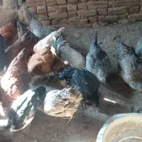 باسلام بیستا مرغ و خروس یکساله تخمی|حیوانات مزرعه|تربتحیدریه, پائین ولایت|دیوار