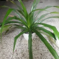 گل وگیاه|گل و گیاه طبیعی|گلبهار, شهر جدید گلبهار|دیوار