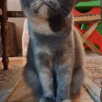 گربه اسکاتیش ماده باردار