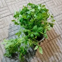 نهال گوچه فرنگی بزرگ|گل و گیاه طبیعی|رامیان, |دیوار