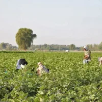 دسته کارگر کشاورزی زن