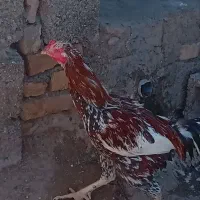 خروس لاری فروشی