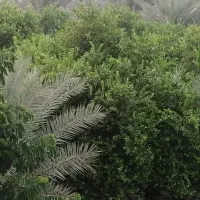 فروش باغ نخیلات و مرکبات در شهر جم|فروش زمین و ملک کلنگی|ریز, |دیوار