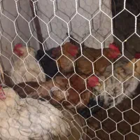 مرغ|حیوانات مزرعه|نوشین شهر, |دیوار
