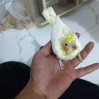 عروس لوتینو|پرنده|رباط‌کریم, رباط‌کریم|دیوار