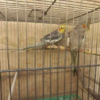 یه جفت عروس هلندی