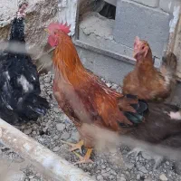 خروس|حیوانات مزرعه|شاهرود, |دیوار