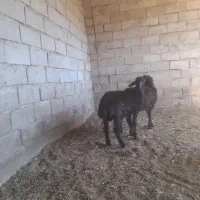 بره نر