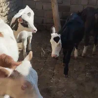 گوساله ماده سیمینتال