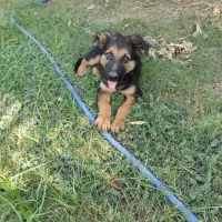 سگ ژرمن شپرد|سگ|شوش, |دیوار