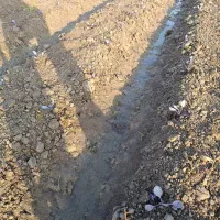 کارگر کشاورزی و نشاء کار ماهر|خدمات باغبانی و درختکاری|دزفول, |دیوار