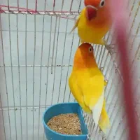 جفت برزیلی مولد فیشر رنگ خاص
