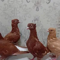 کبوتر دم سفید مقبول جوجه کاکلی
