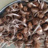 خریدوکاشت پیاززعفران فقط برای درآمد بالای دلاری