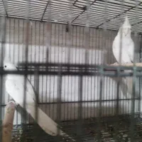 عروس هلندی آلبینو|پرنده|خورموج, |دیوار