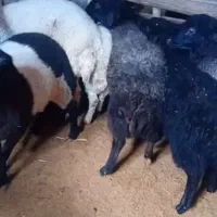 فروش بره چاق