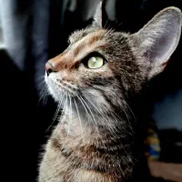 گربه واگذاری رایگان