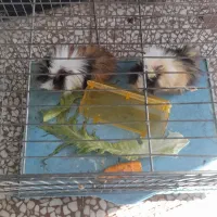 خوکچه هندی اهلی