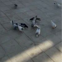 کفتر بهبهونی هوایی