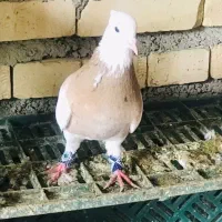 طوقی زرد خالسیاه