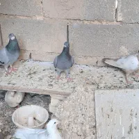 کبوتر|پرنده|شبانکاره, |دیوار