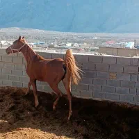 مادیان عرب خوزستانی