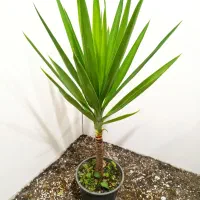 گل های آپارتمانی