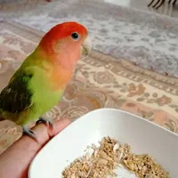 فروش کوتوله برزیلی دستی نژاد خاص|پرنده|شیراز, گلستان|دیوار