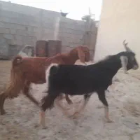 کره نره داشتی سالم وبندی