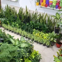 فروشگاه گیاهان آپارتمانی