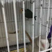 طوطی برزیلی جفت|پرنده|گلپایگان, |دیوار